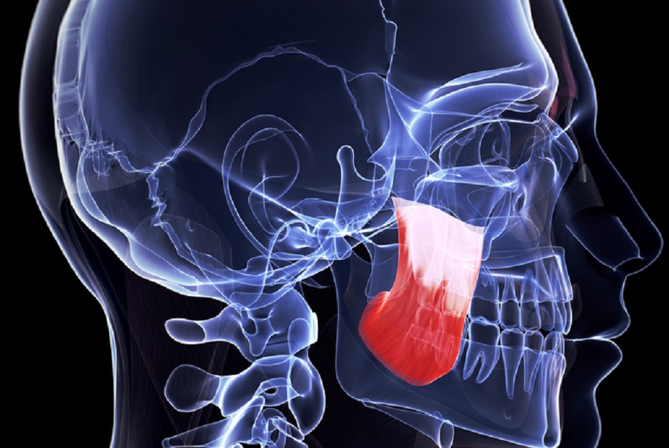 čeljust, vilica, zubalo, anatomija