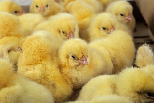 Chicks