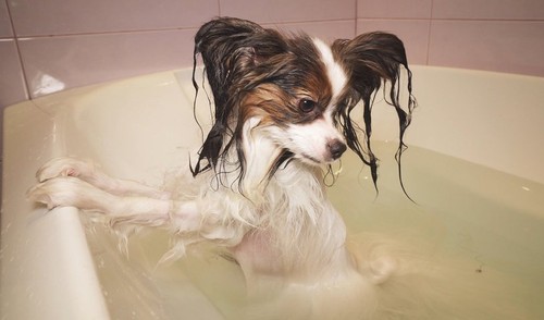 Wet Papillon dog stands in the bathroom