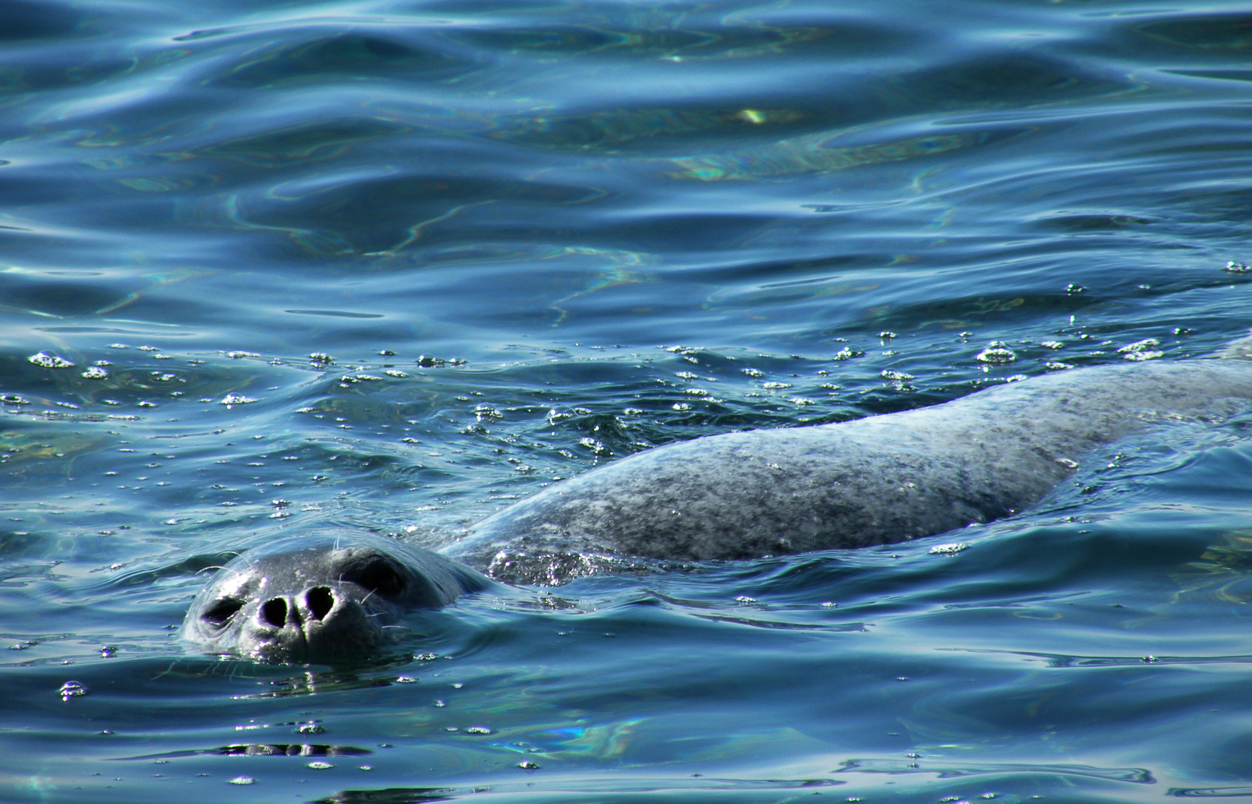 Sredozemna medvjedica