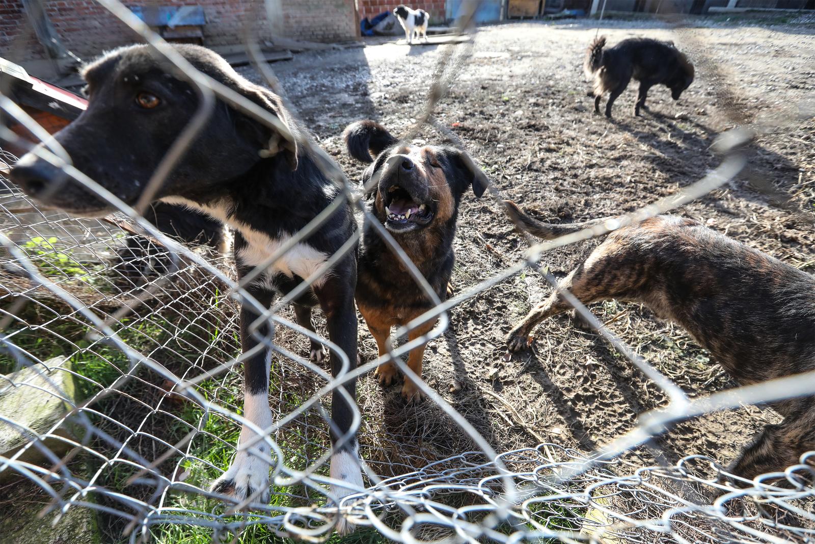 Dvor na Uni: Udruga za zaštitu životinja Anima Dvor brine o brojnim psima