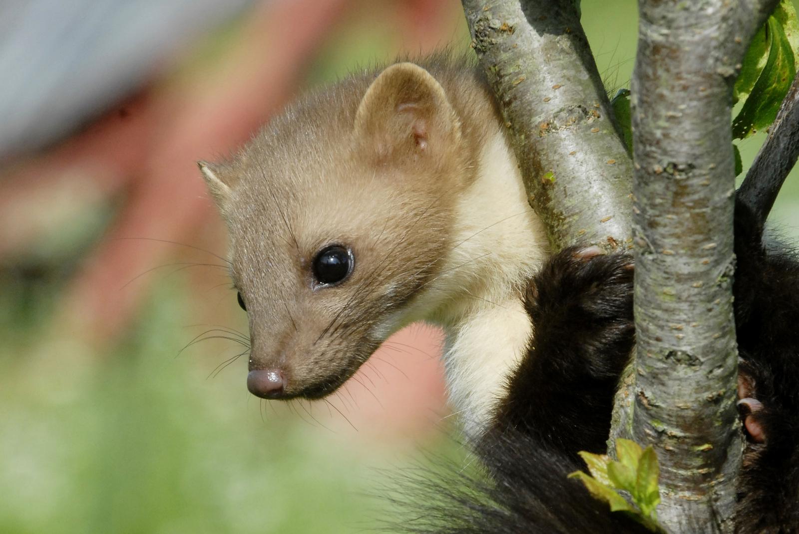 Varadin: Vesela igra kune na orahu u vrtu