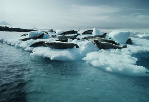 Crabeater seals