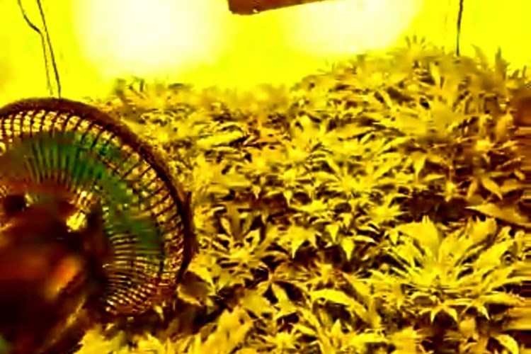 PU zagrebačka marihuana