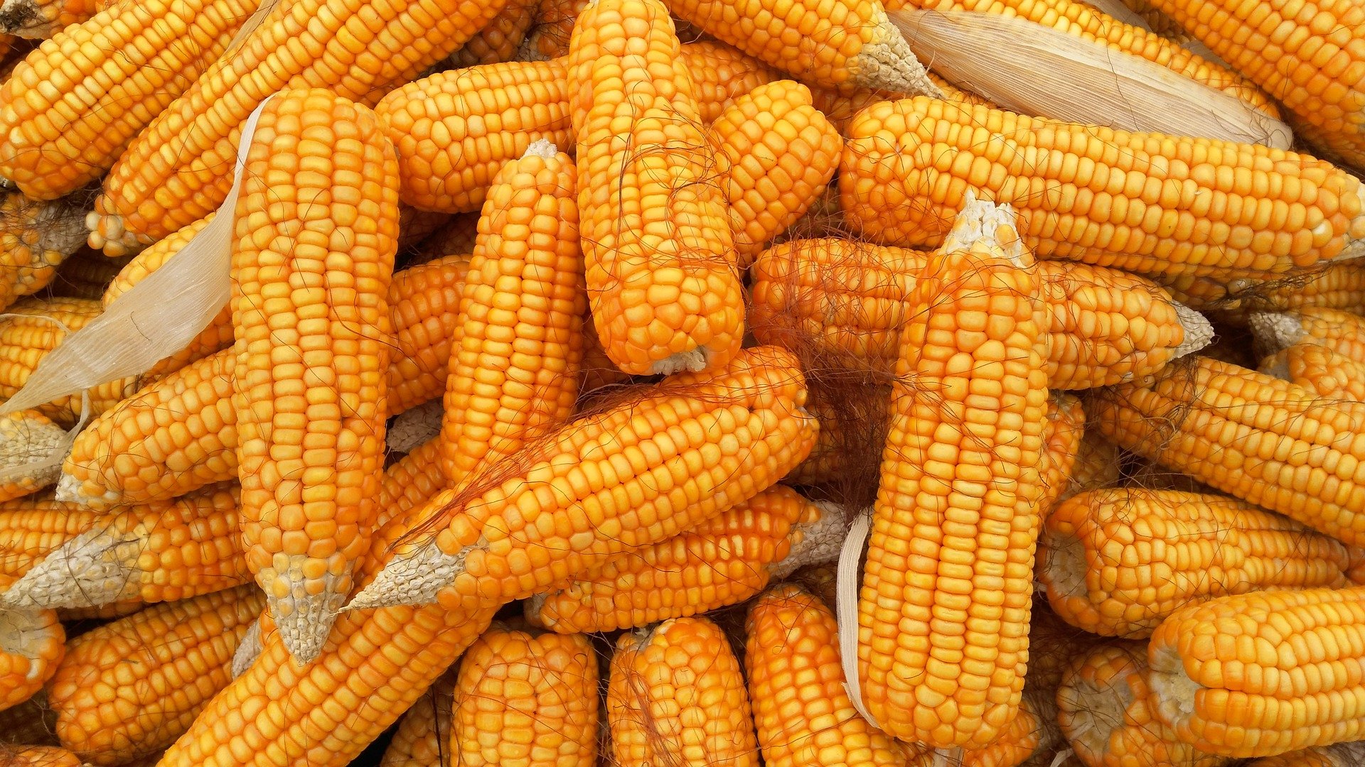 corn, kukuruz,