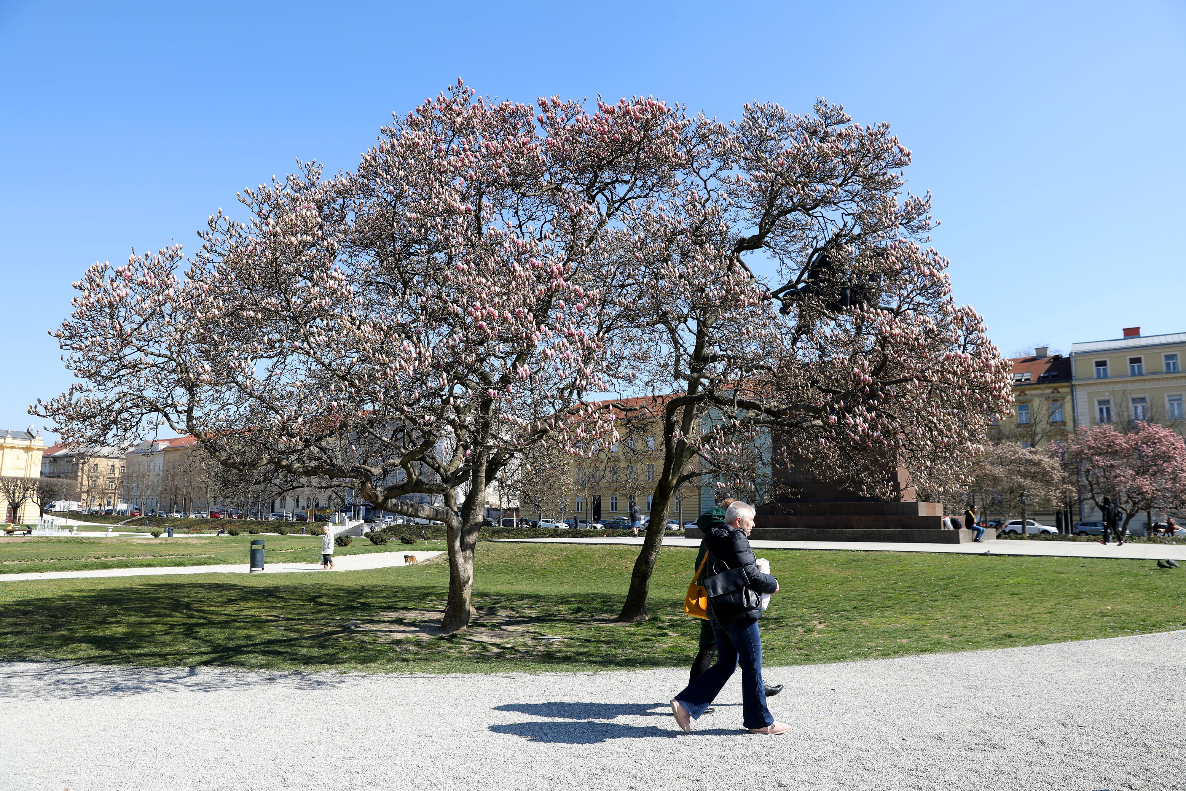 Zagreb: Procvjetale magnolije na Trgu kralja Tomislava