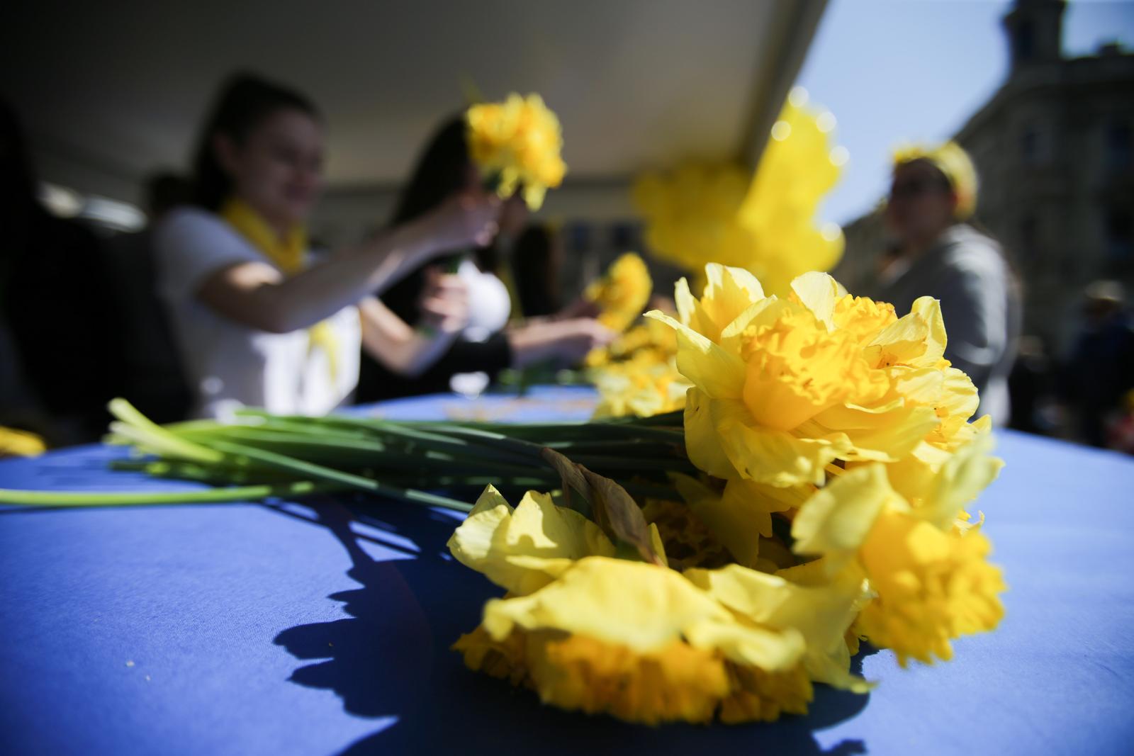 Zagreb: Žute narcise u rukama građana povodom Međunarodnog dana narcisa