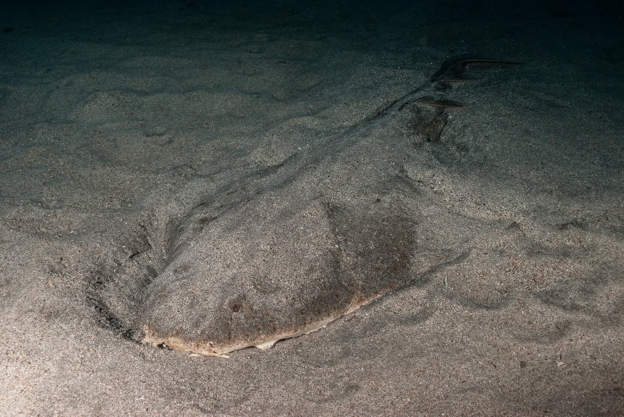 Angel Shark, Squatina squatina, Tenerife, Canarian Islands, Spain, Atlantic Ocean