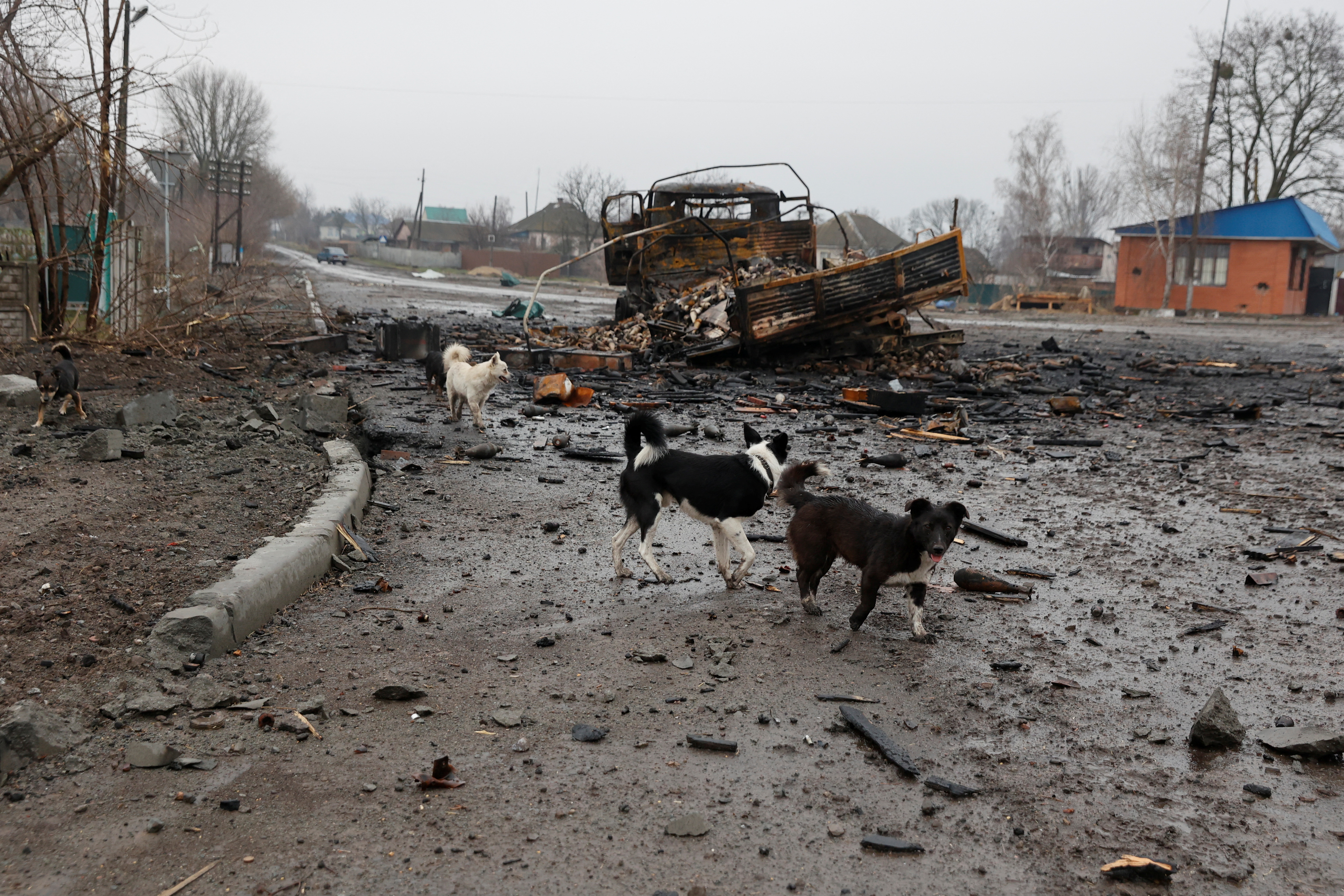 Dogs walk past a destroyed military vehicle in the village of Nova Basan