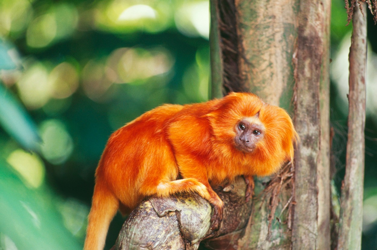 Golden Lion TAMARIN - Critically endangered species (Leontopithecus rosalia)