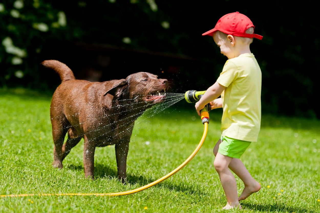 Child playing with brown labrador using the hose with water