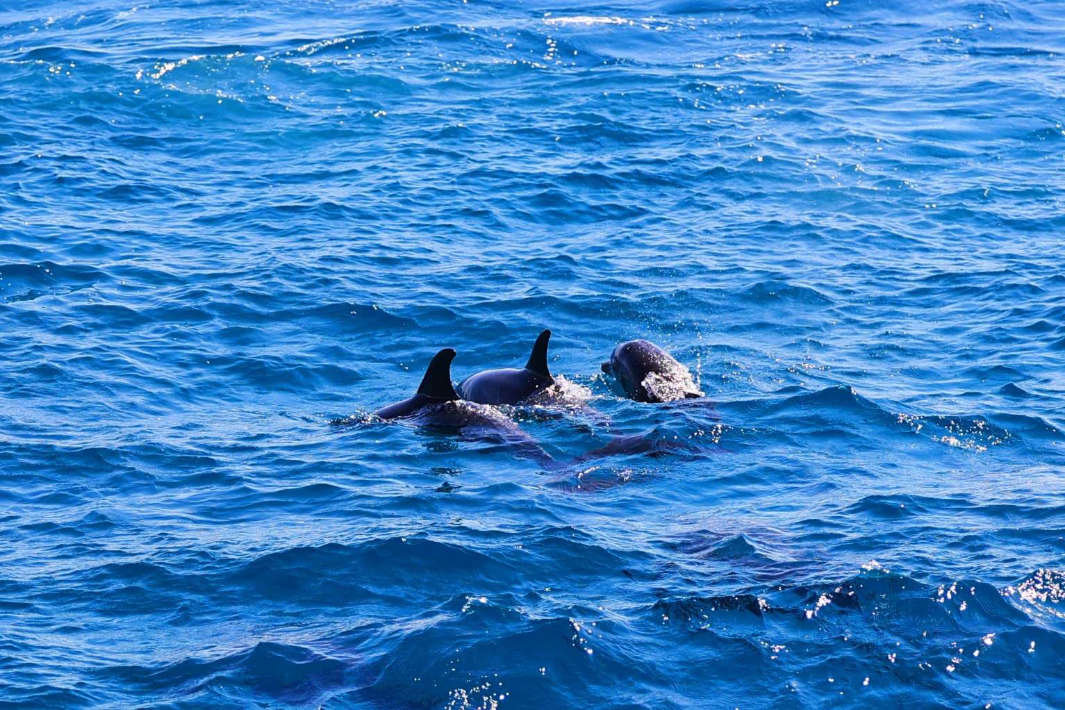 dupini, delfini u crvenom moru,