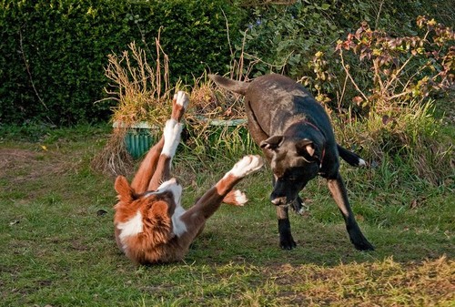 Dogs playing garden