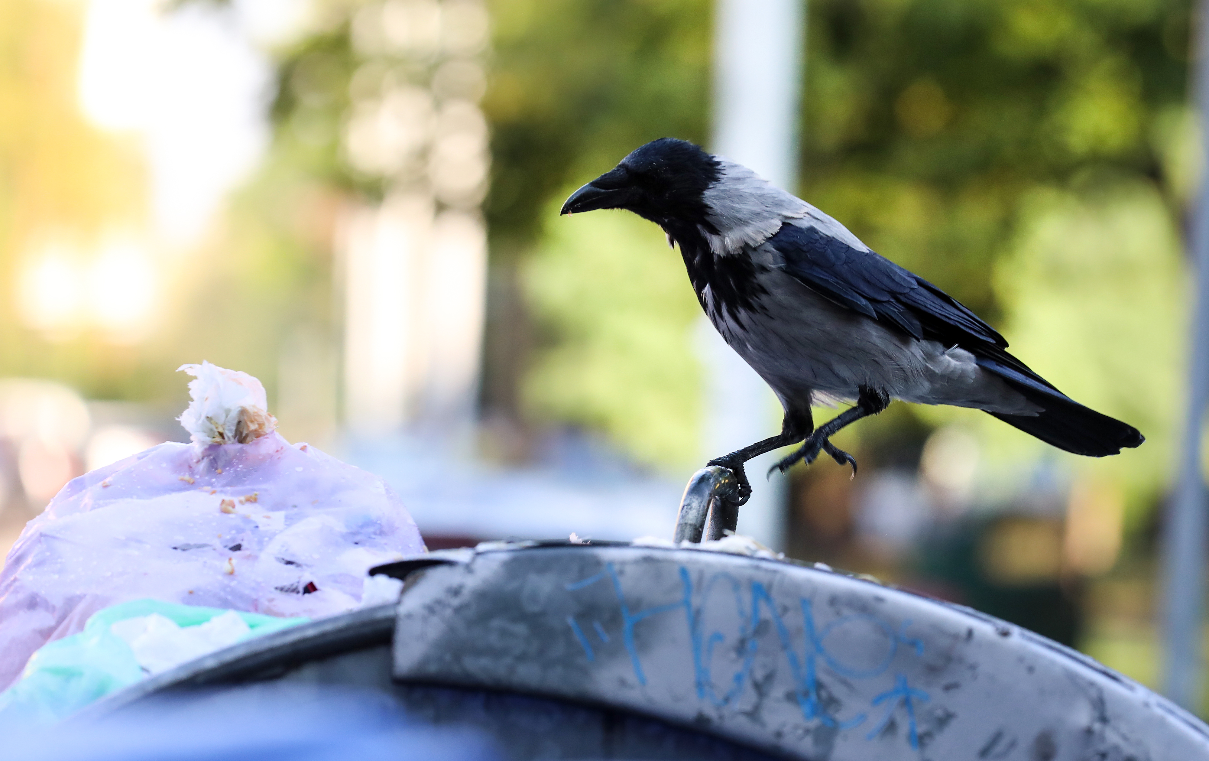 Zagreb : Vrane se skupljaju na pretrpanim kontejnerima i iz smeća traže hranu