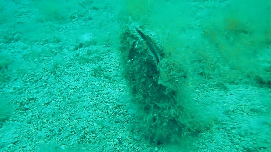 thumbnail_Plemenita periska DIZ 1