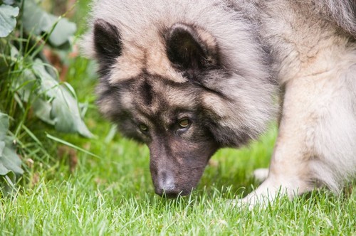 Eurasier dog sniffing grass looking mischievous.