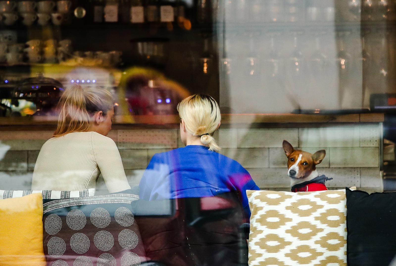 Zagreb: Dok mu vlasnica pije kavu, pas razmišlja o trčkaranju po livadi