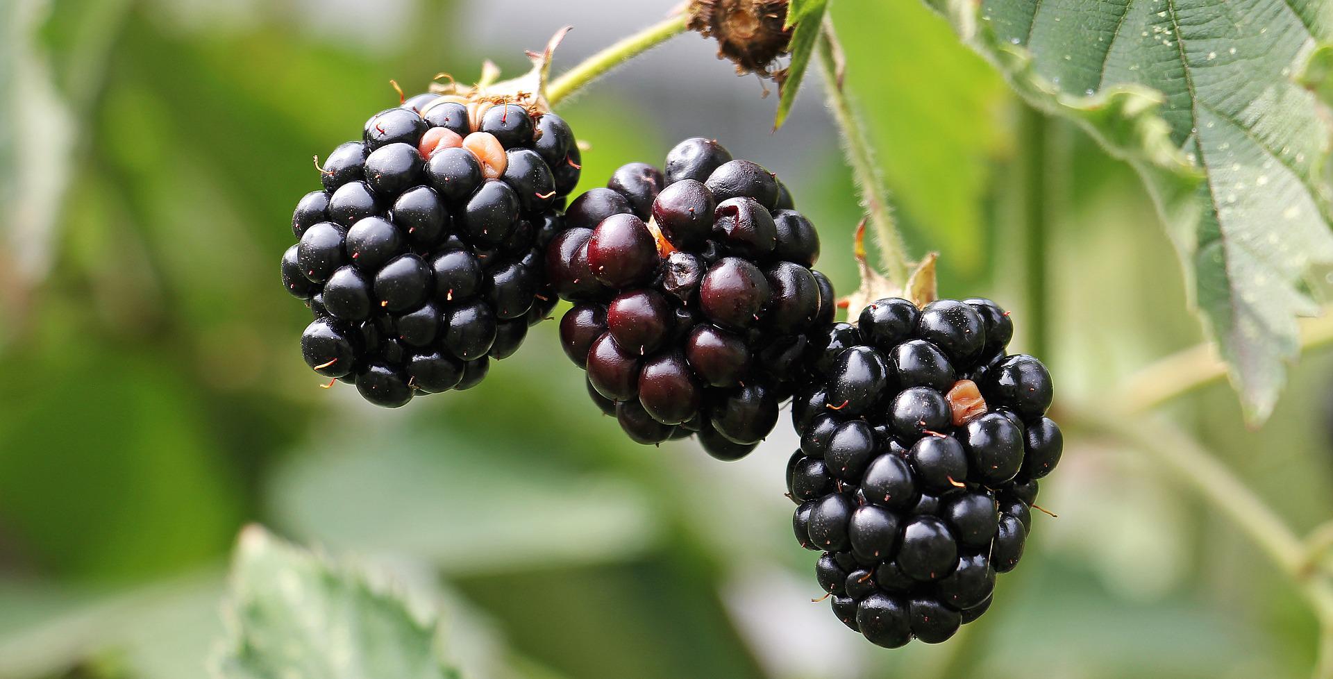 blackberries-g92fd54b88_1920