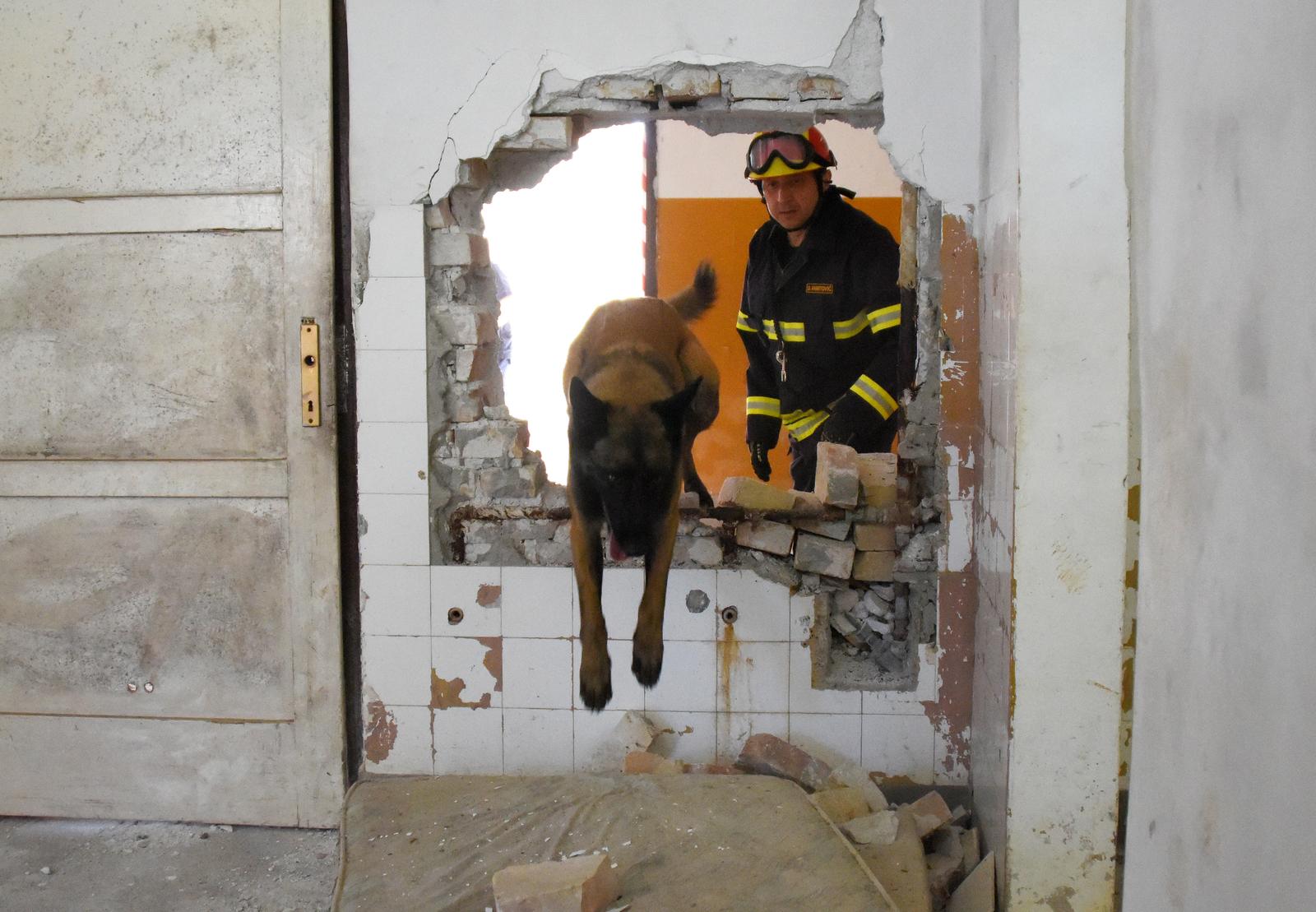 U Puli je održana vježba potražnih pasa Istra K9 2022