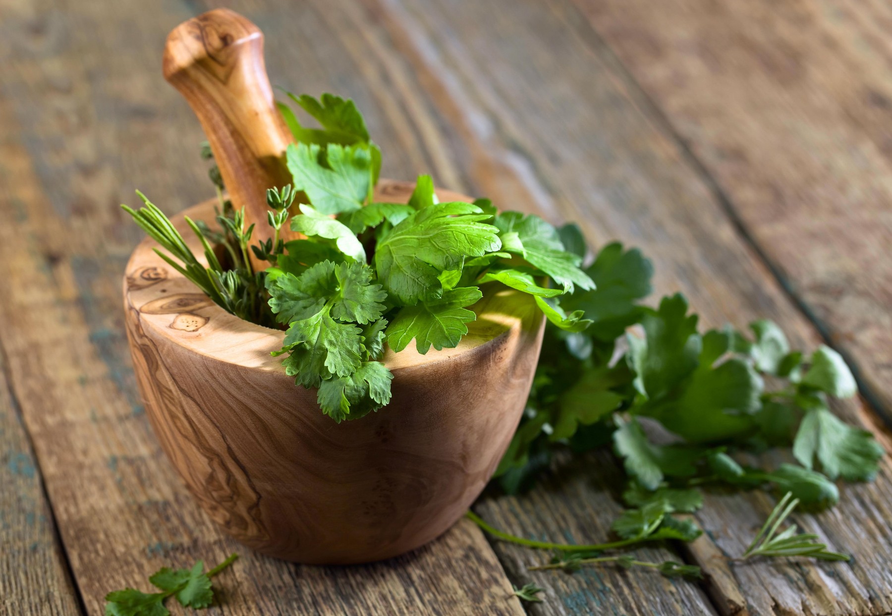 Different herbs on a old wooden table . Wooden mortar with rosemary, coriander, thyme and parsley.