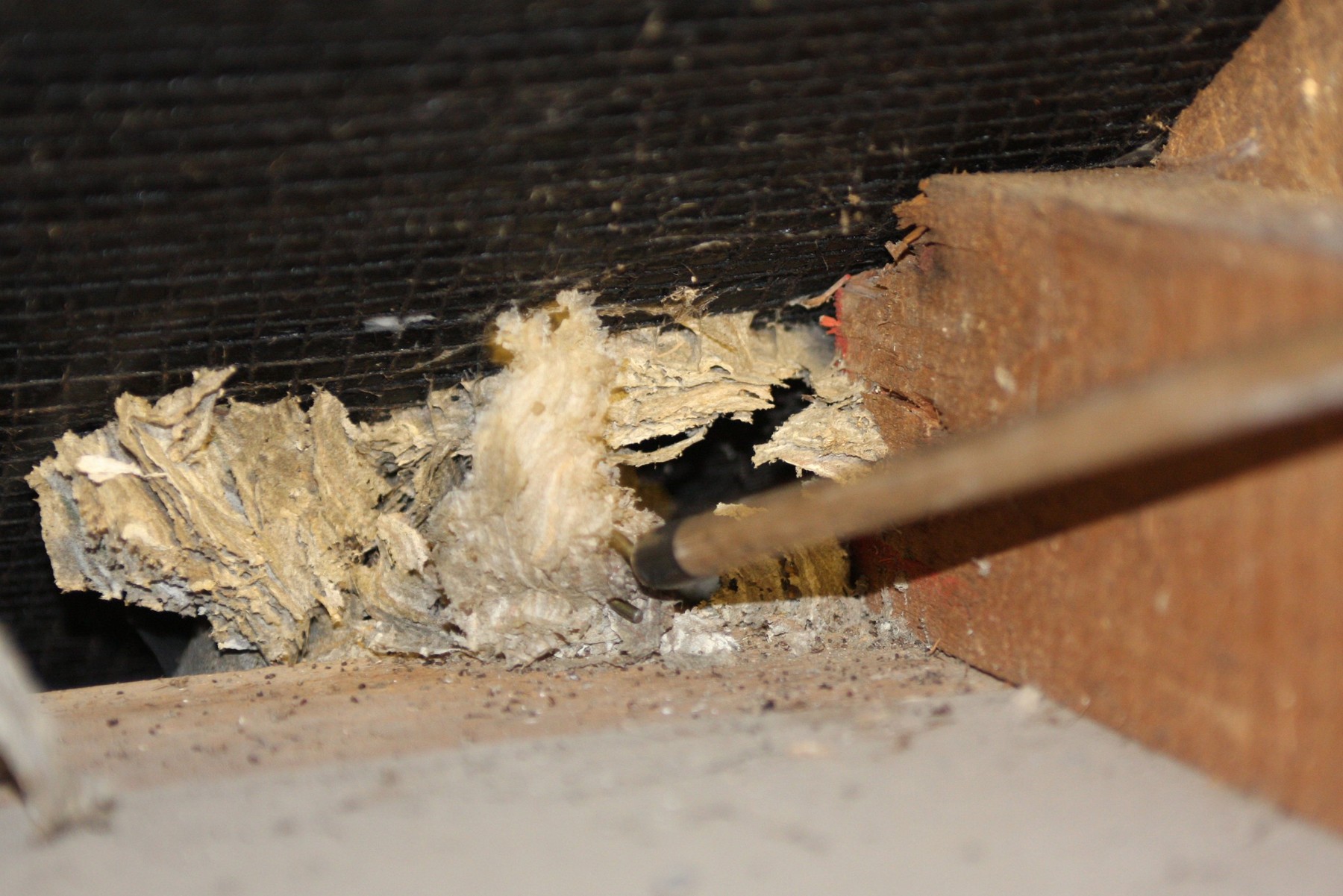 large wasps nest found in attic being destroyed with a stick in the middle of winter when wasps have long died out