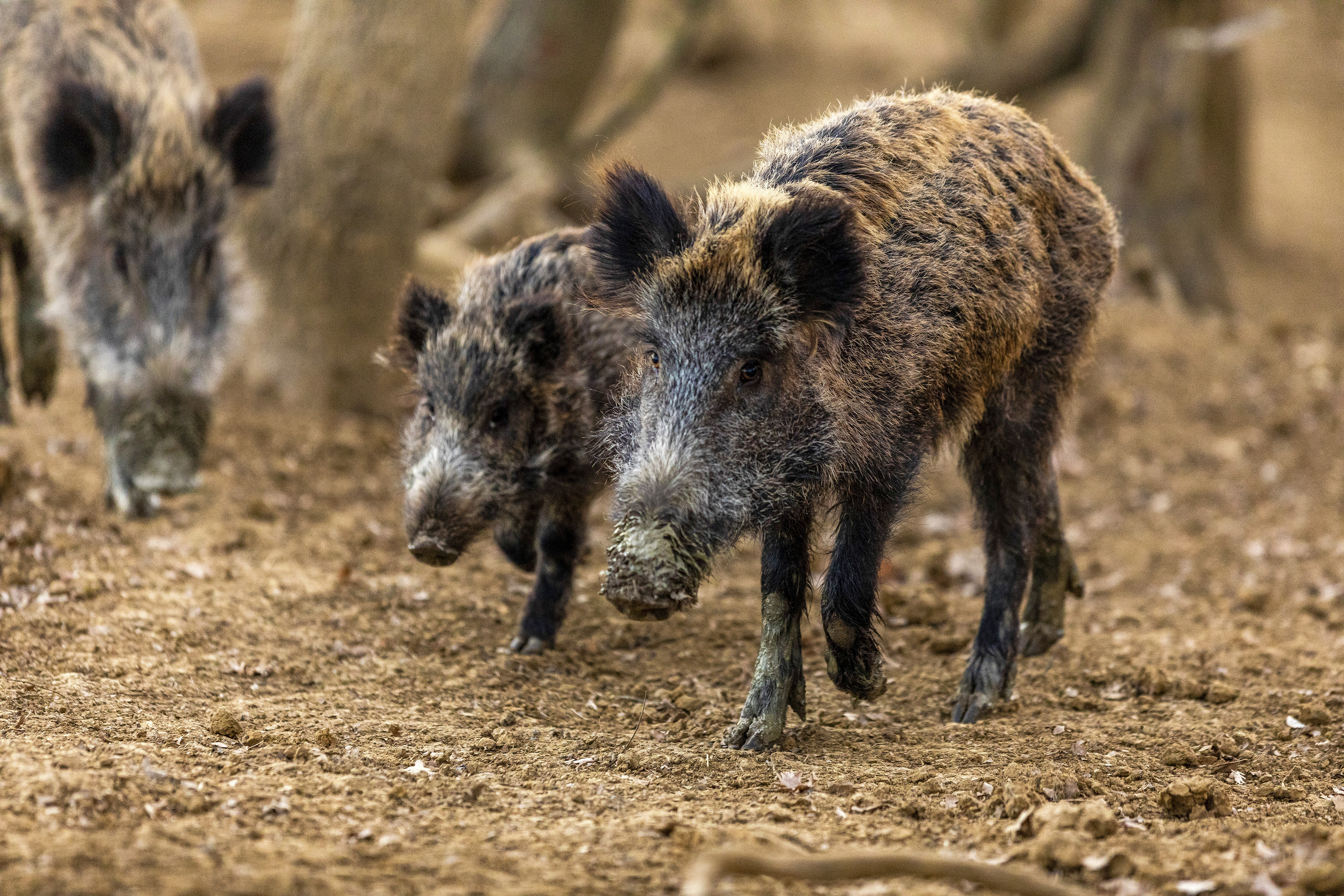 Buzet: Divlje svinje u potrazi za hranom