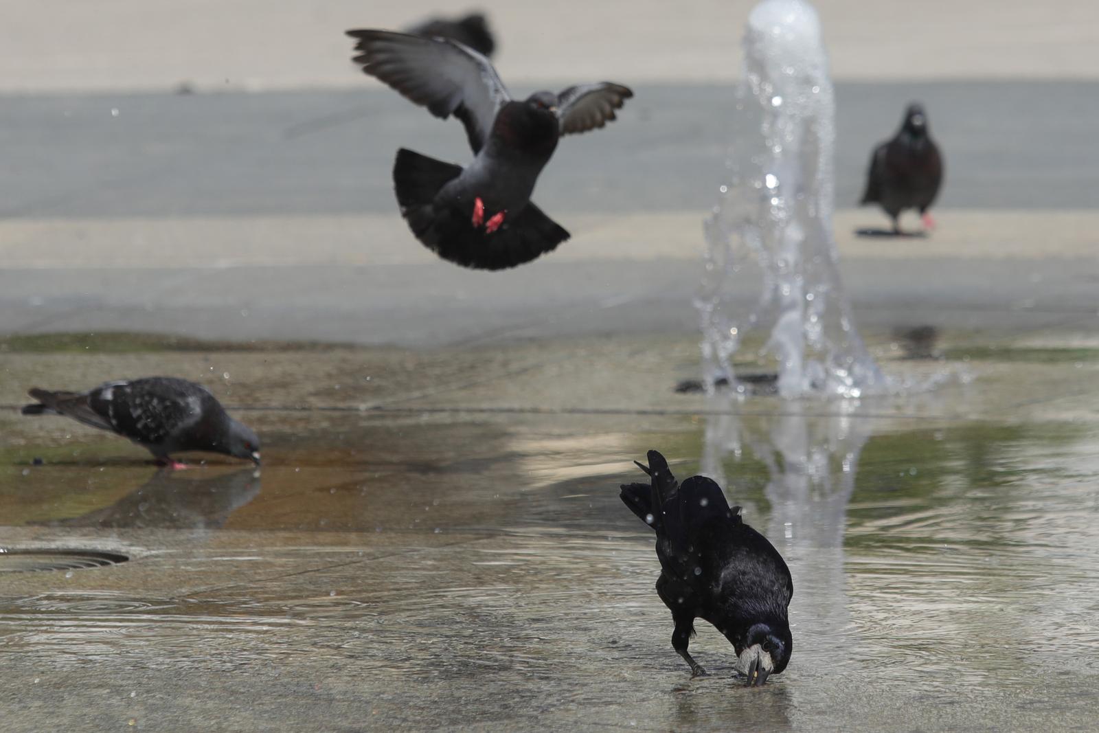Osijek se danas grije na 31 stupanj Celzija