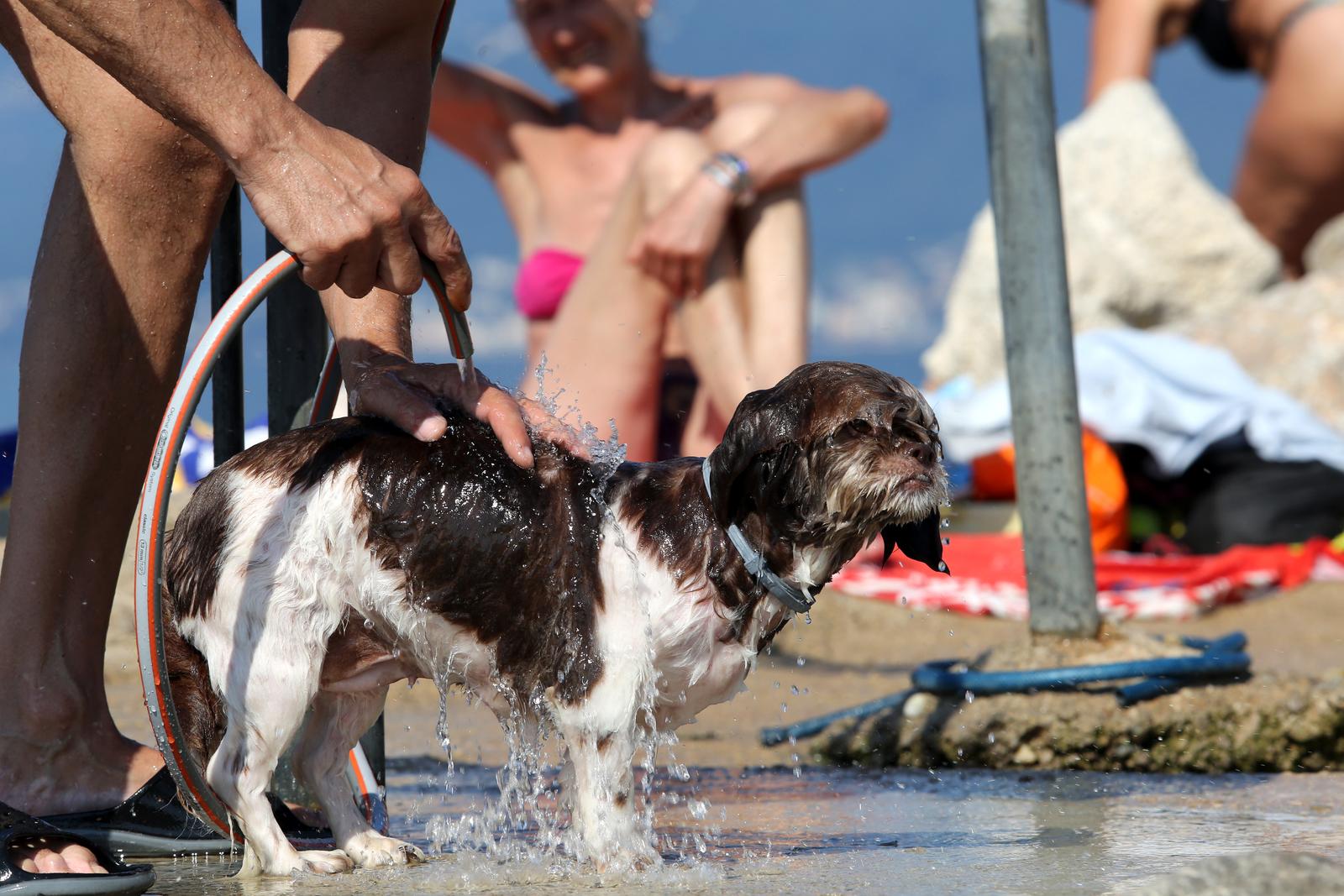 Rijeka: Pasju vru?inu psi podnose kupanjem na plai za pse