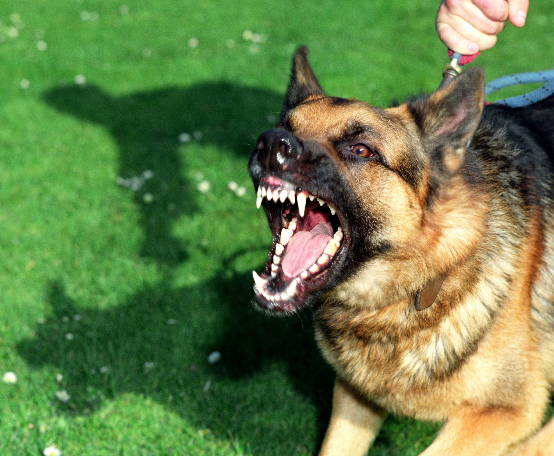 Guard dog,  Alsation, aggressive dog, Alsation guard dog barking and straining at the leash