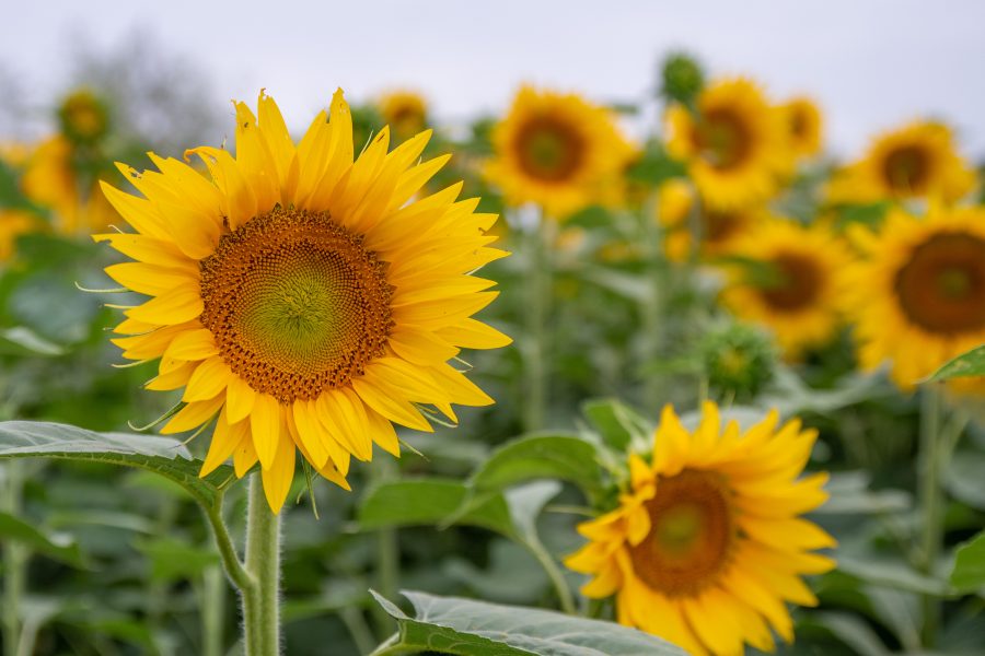 1656104866-DSC_6158-900x600 (1)