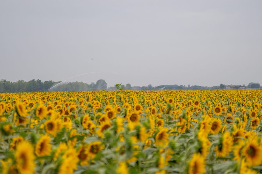 1656104857-DSC_6151-900x600 (1)