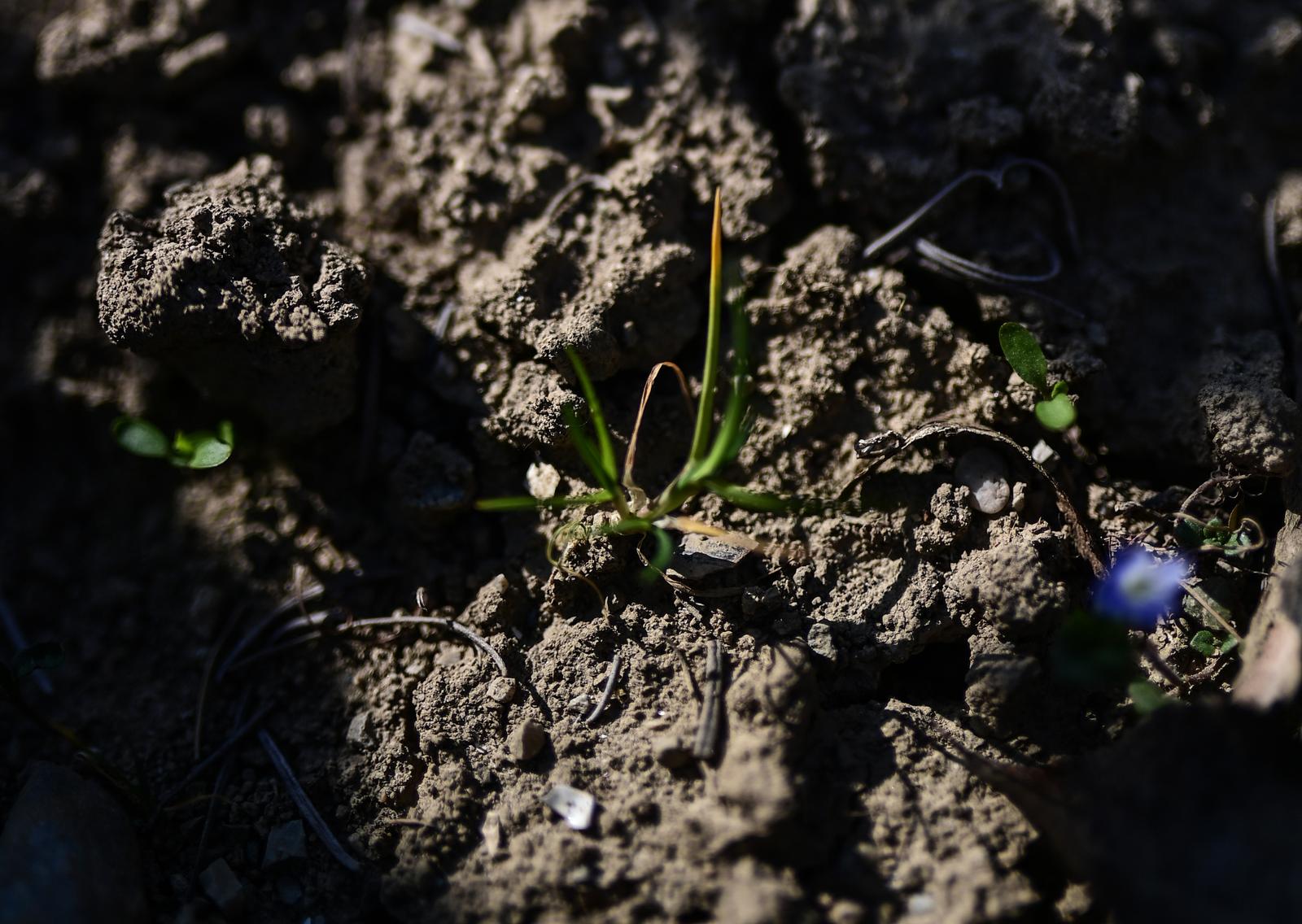 Zagreb: Velika suša problem je za poljoprivrednike