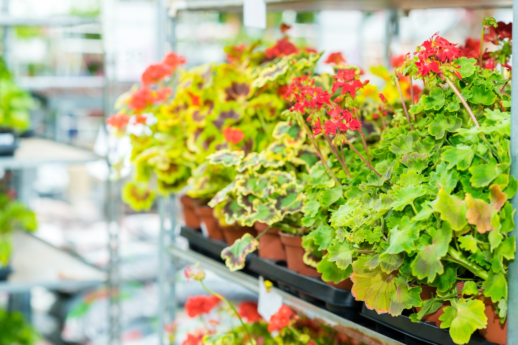 Muscat potted flowers on shelves garden shop