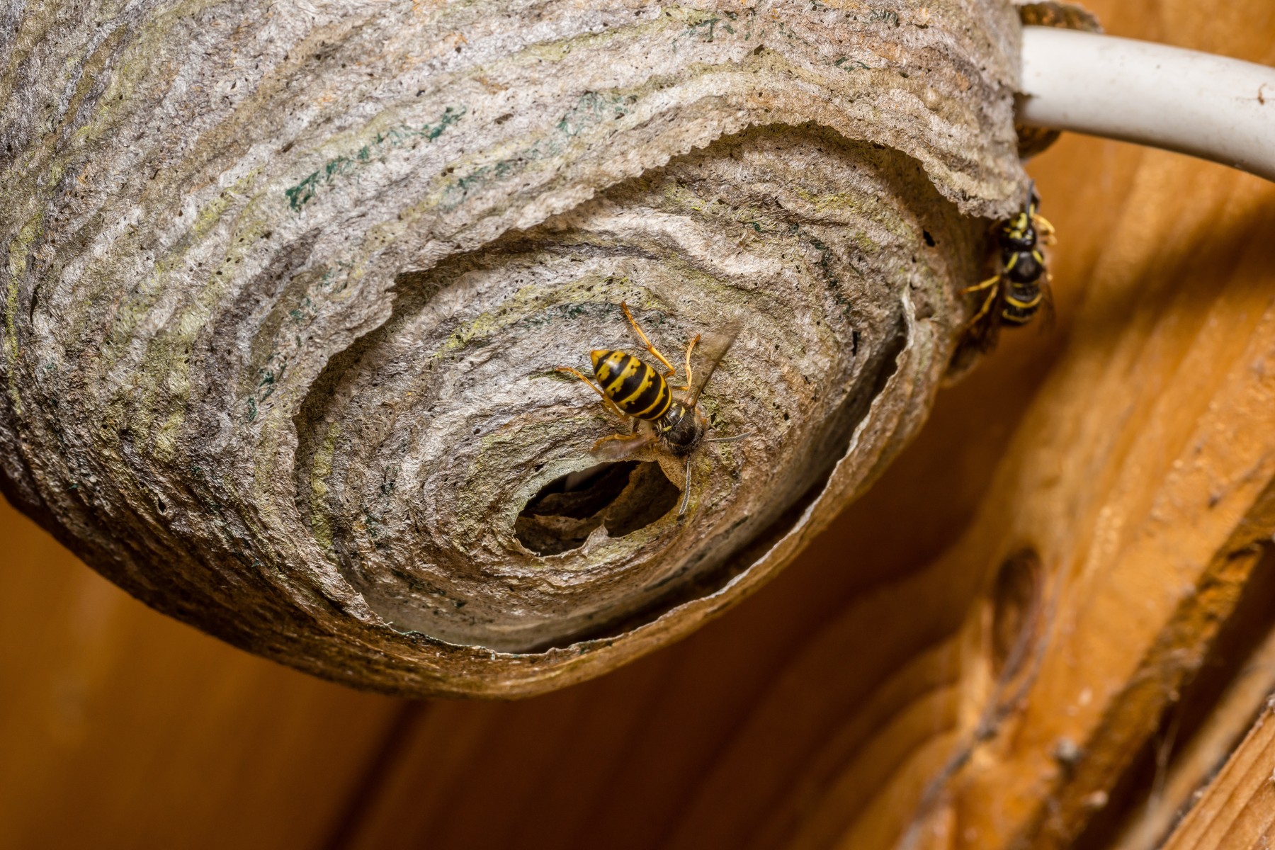 Wasp's nest