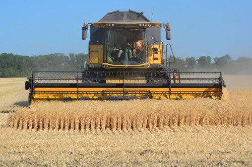 Wheat Harvest in Kyiv, Ukraine during the war with Russia -  02 Jul 2022