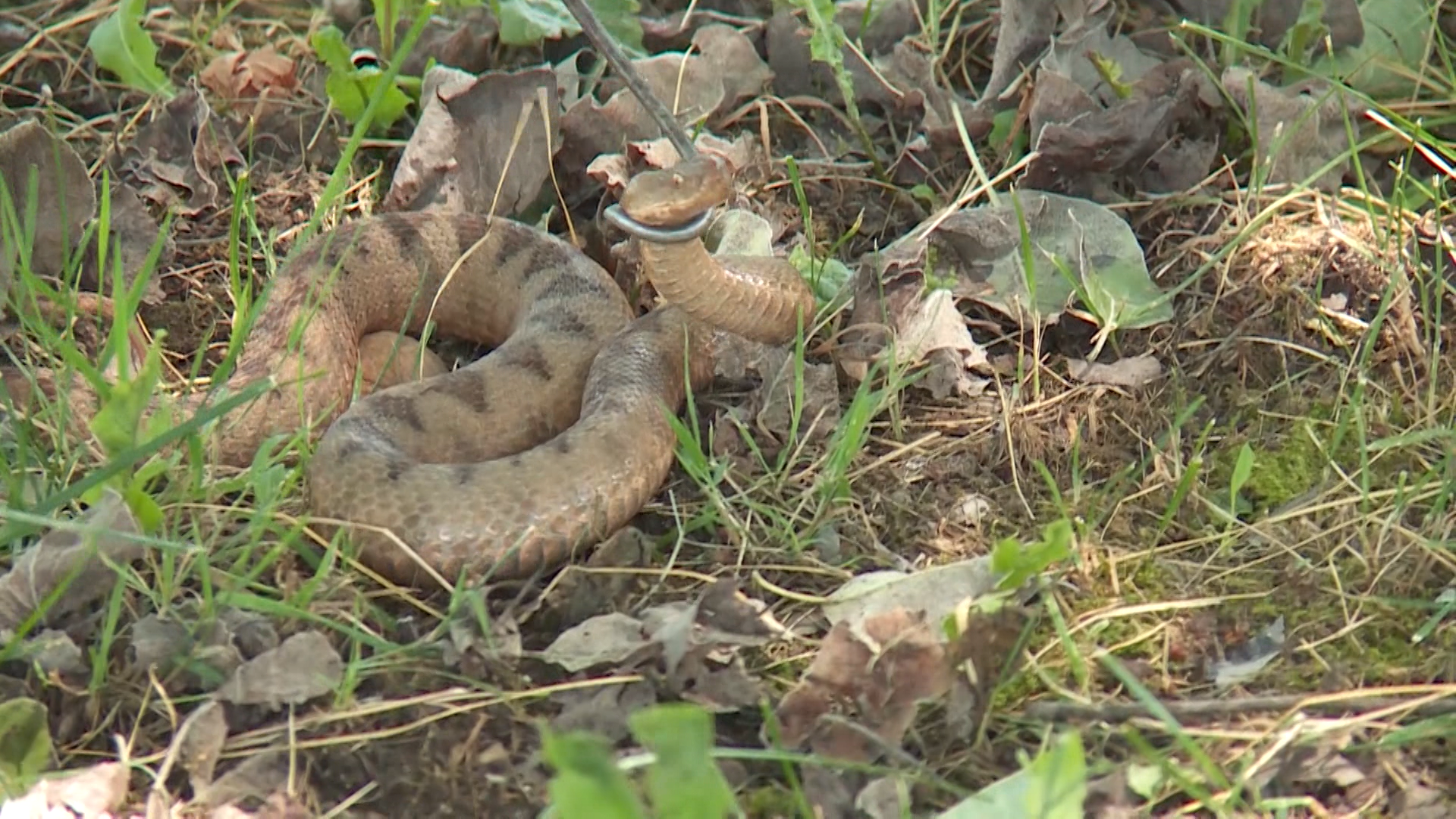 ZG-HVATANJE ZMIJA GOSPIC I SPLIT PKG-18-BLO-1(20220707-124244231).mxf.00_00_41_15.Still002