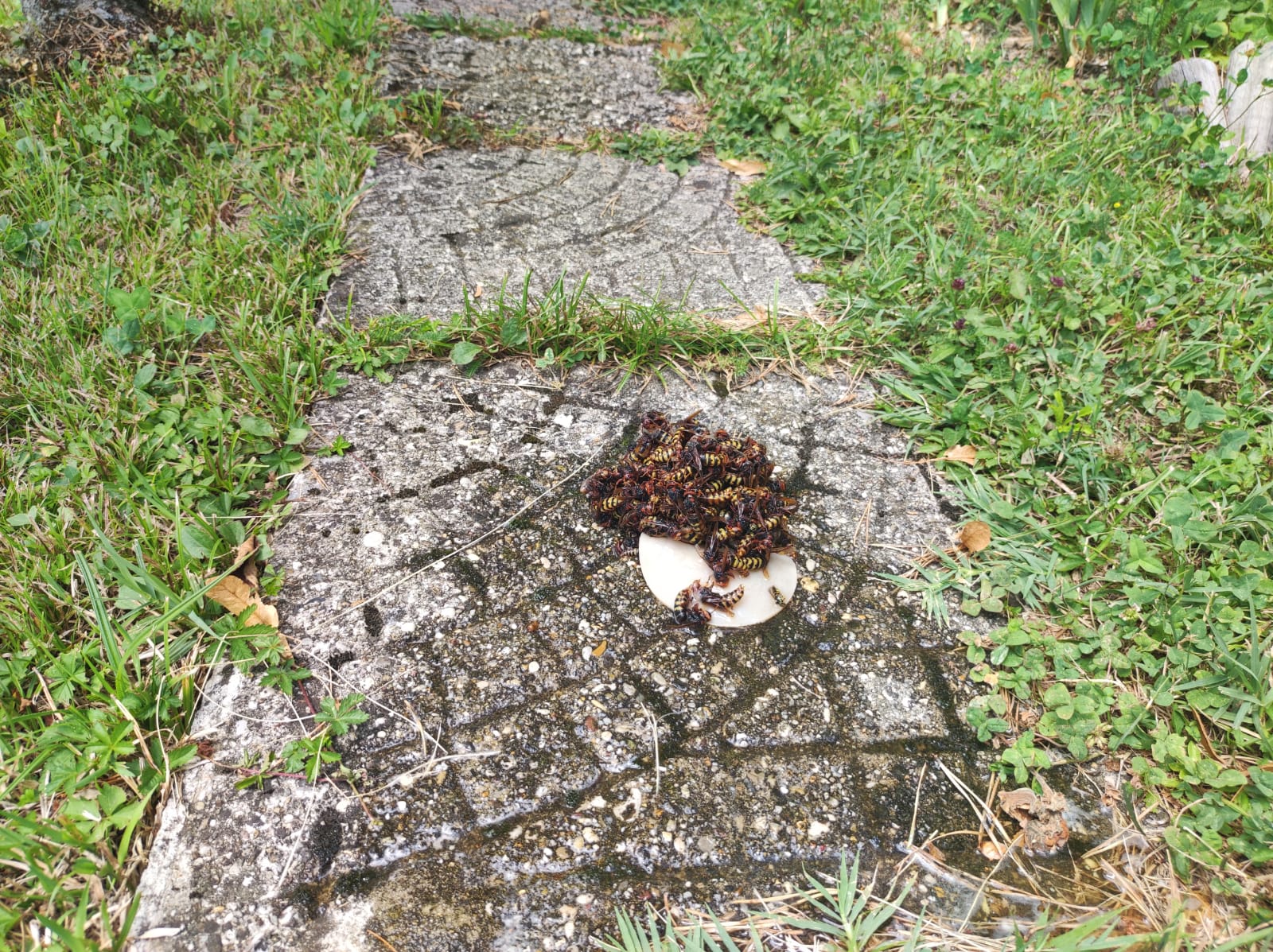 stršljen, štršljenova, osa, ose