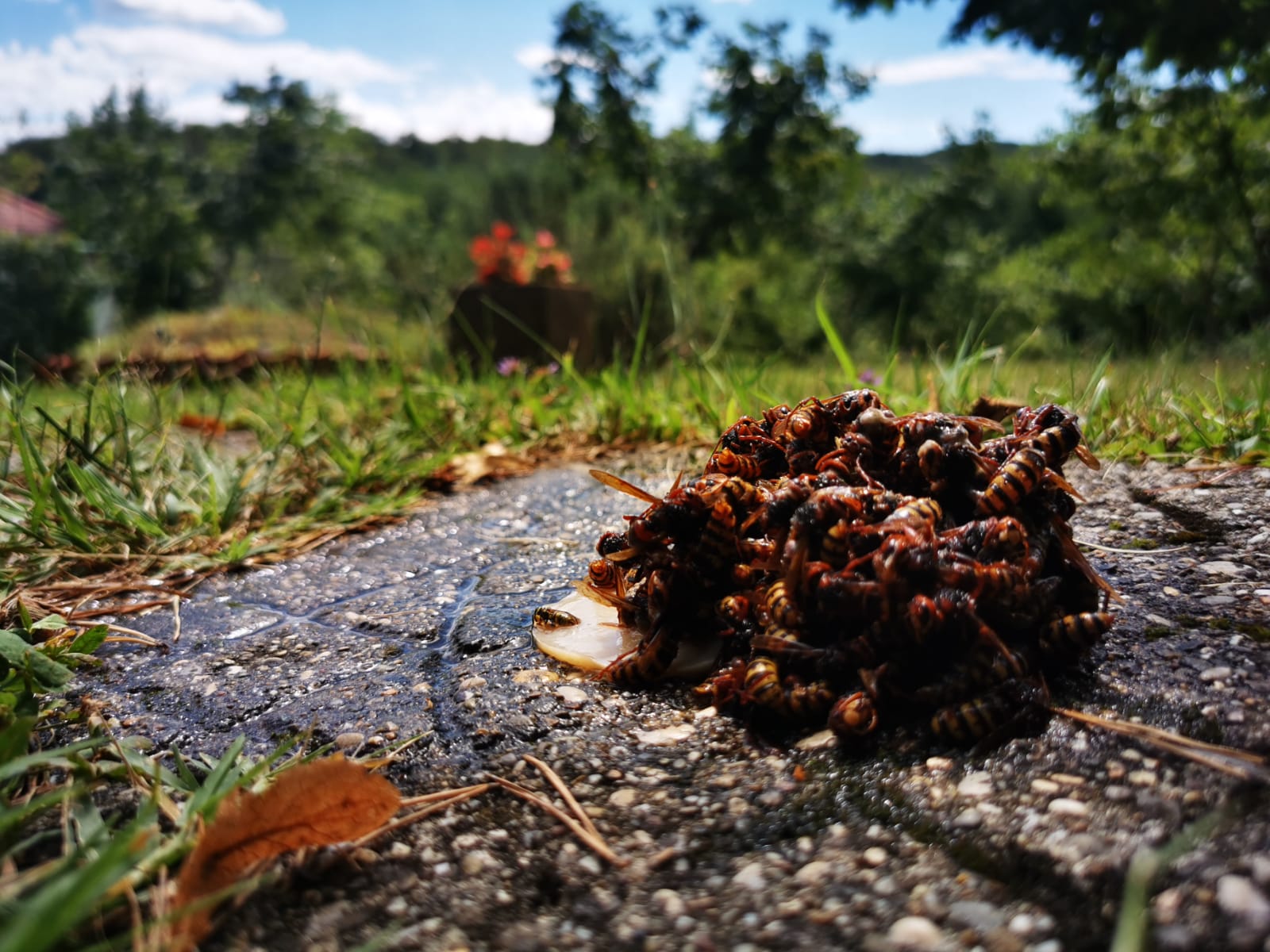 Stršljeni, insekti, ubod stršljena, gnijezdo