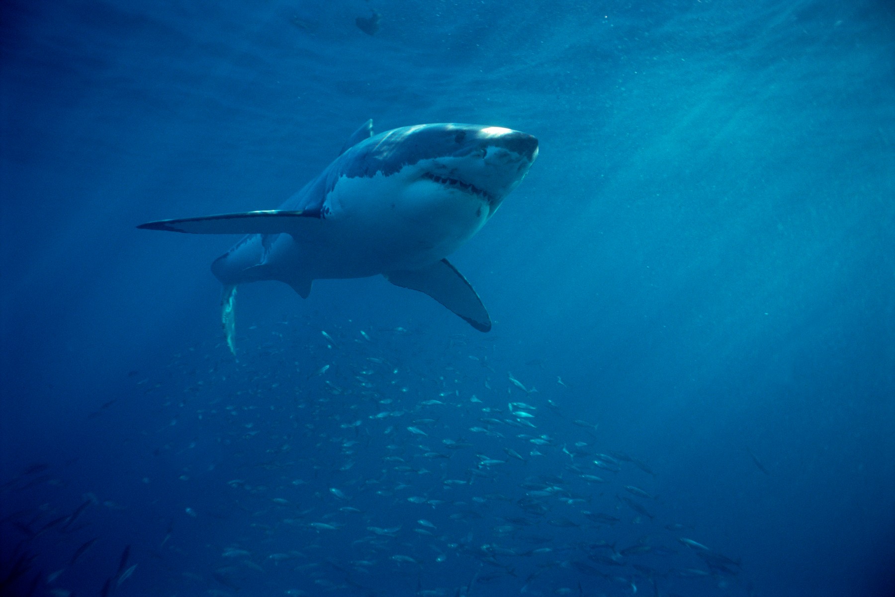 Great White Shark