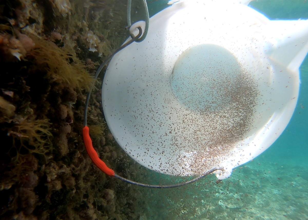 puštanje hobotnica na IOR-u 1