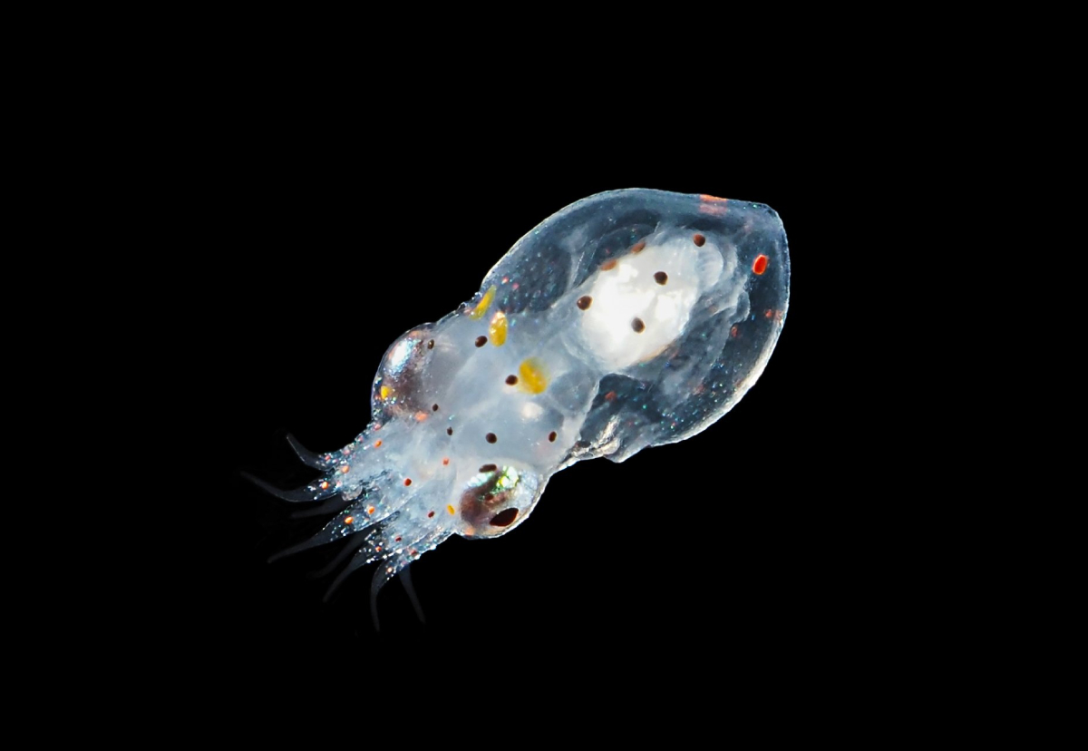 Netom izlegnuta paraličinka slikao Pero Ugarković IOR