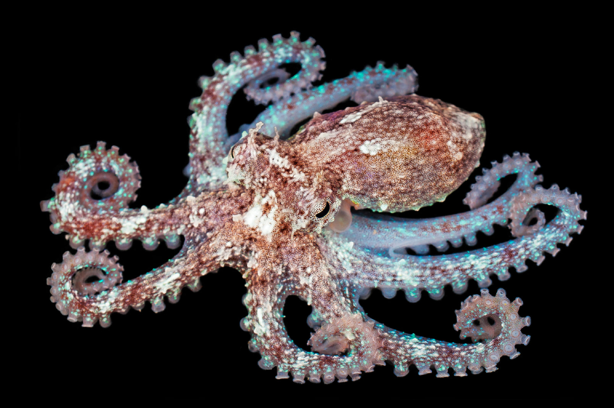 Hobotnica veličine 32 mm slikao Pero Ugarković IOR