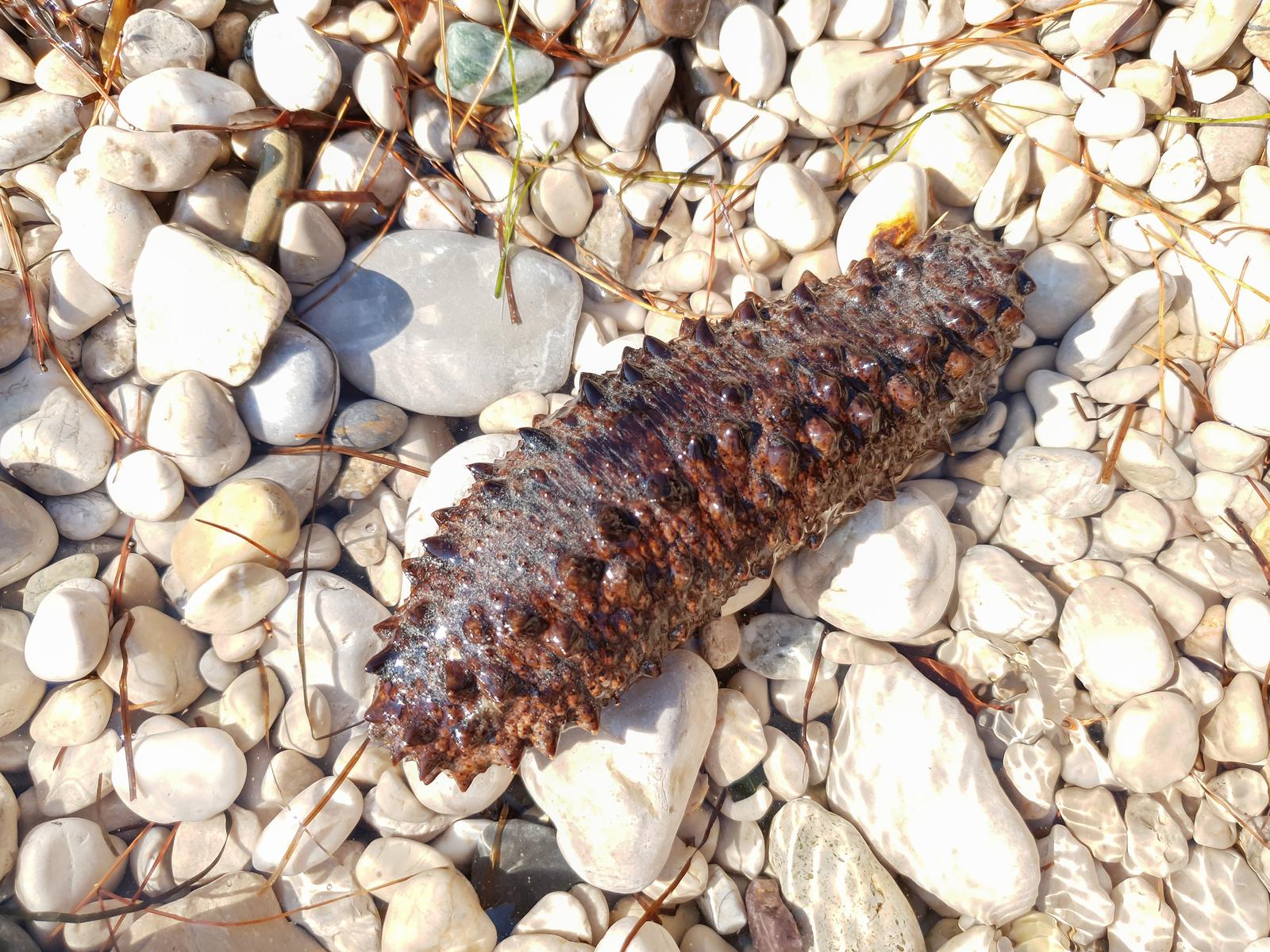 Morski krastavac, trp