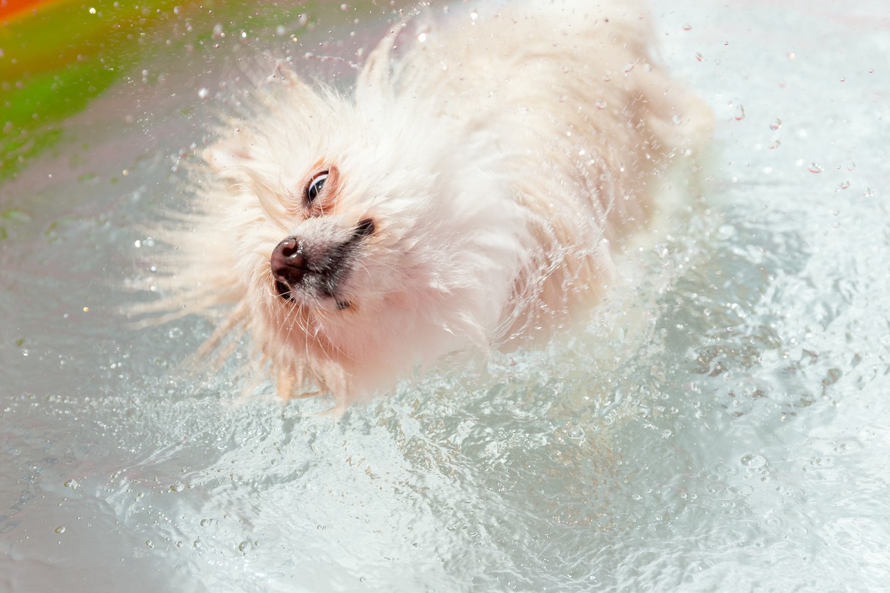 Pomeranian dog shakes off water