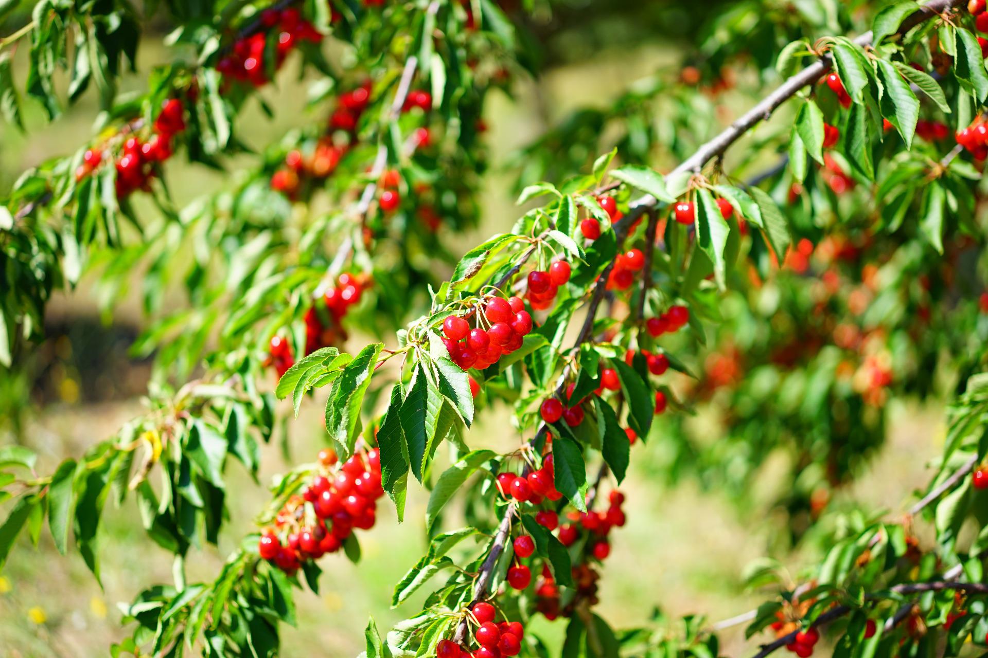 cherries-1595610_1920