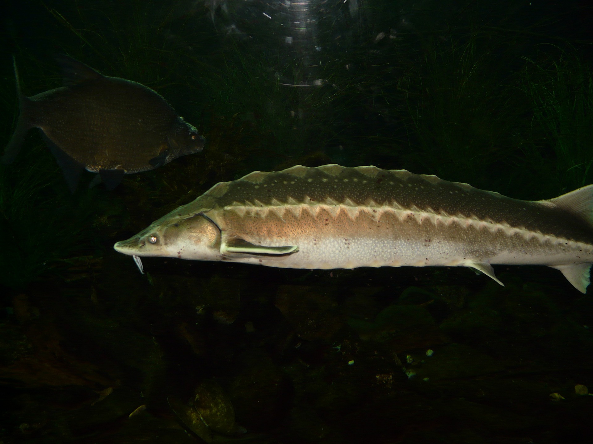 european-sturgeon, jesetra, riba jesetra,
