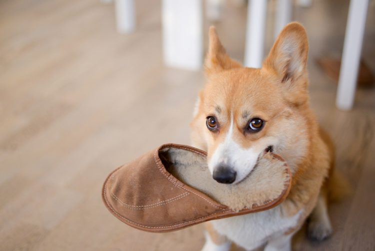 pas, kućni ljubimac, životinja