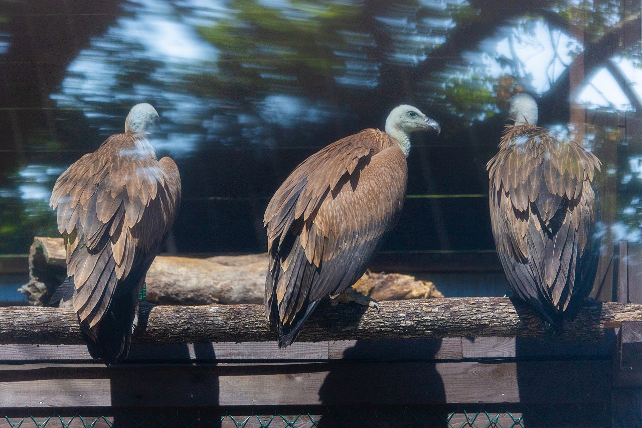 Supovi u oporavilištu (foto Srđan Hulak)