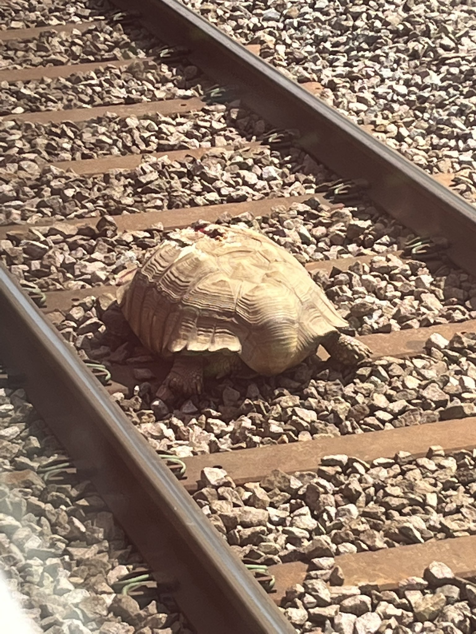 ozlijeđena kornjača