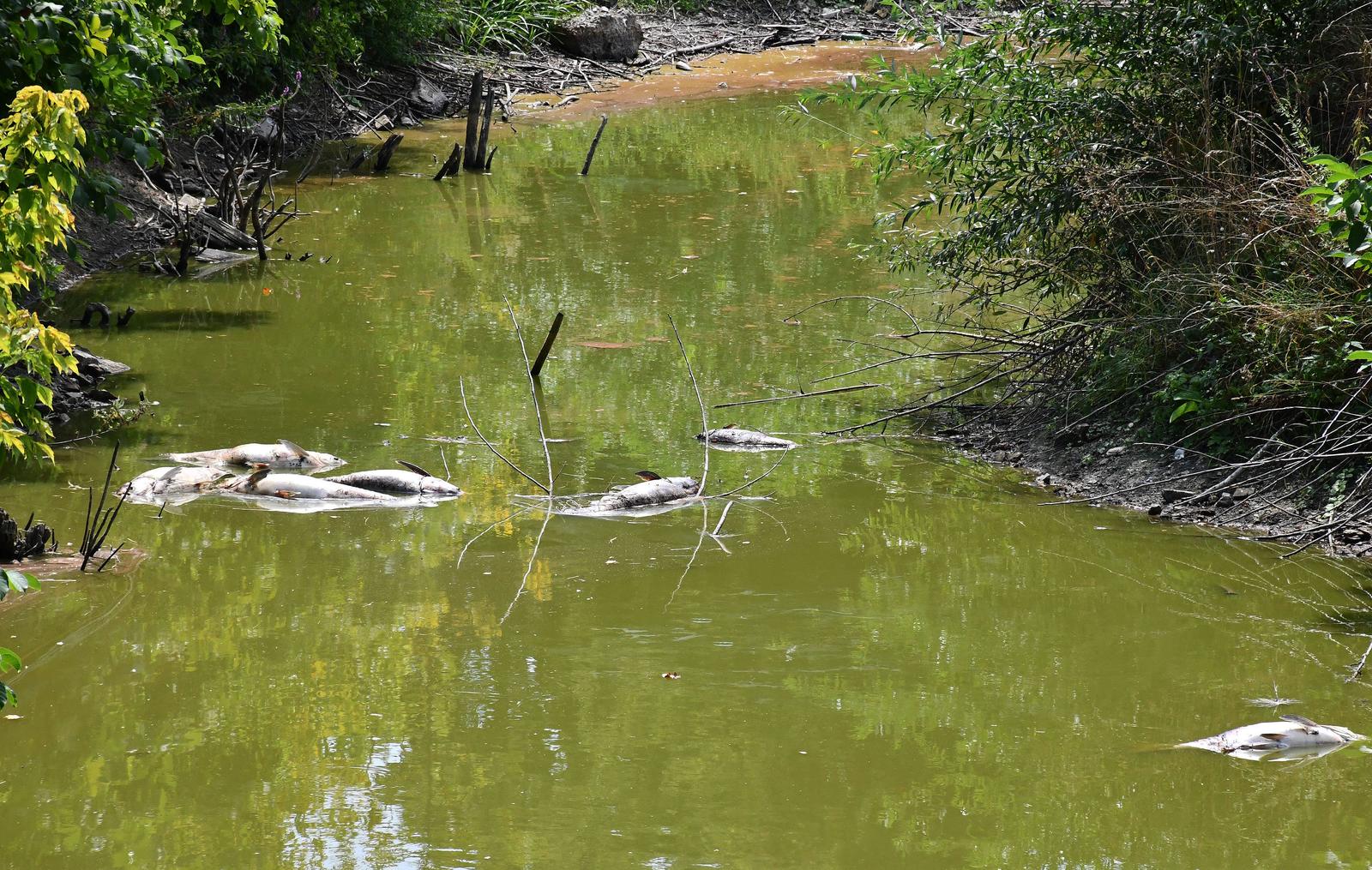 Slavonski Brod, Tvrđava Brod, pomor ribe
